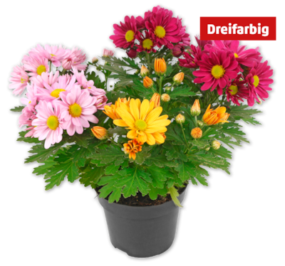Chrysanthemen-Trio*