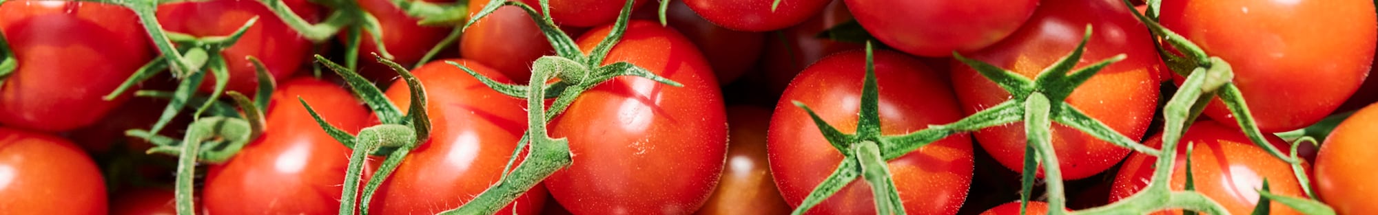 Ein Ausschnitt eines großen Bohnenfeldes