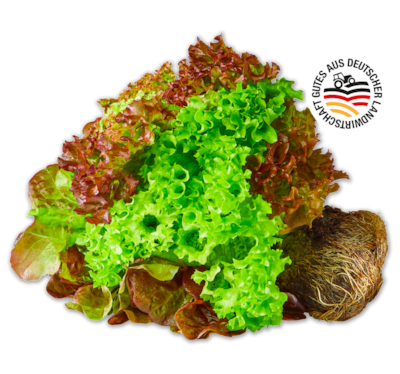 Deutsches Salat-Trio mit Wurzeln 1.00
