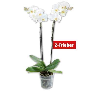 Schmetterlingsorchidee*
