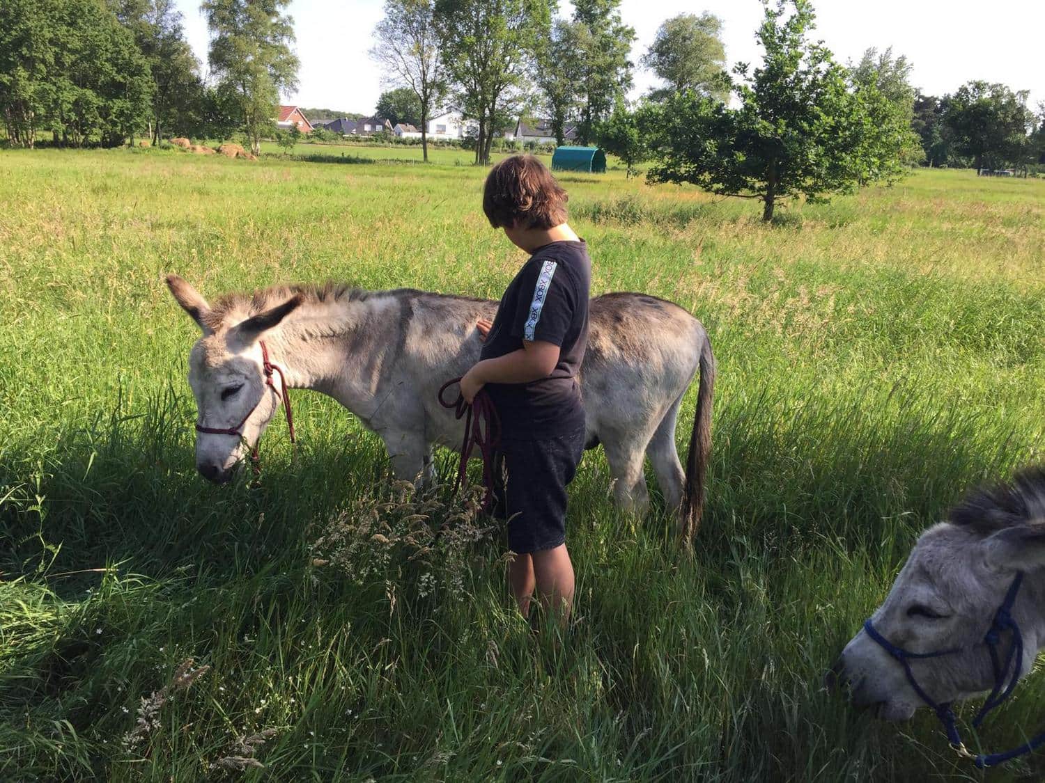 Ein Kind streichelt einen Esel
