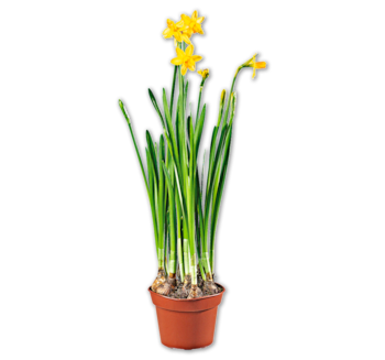 Narzisse*