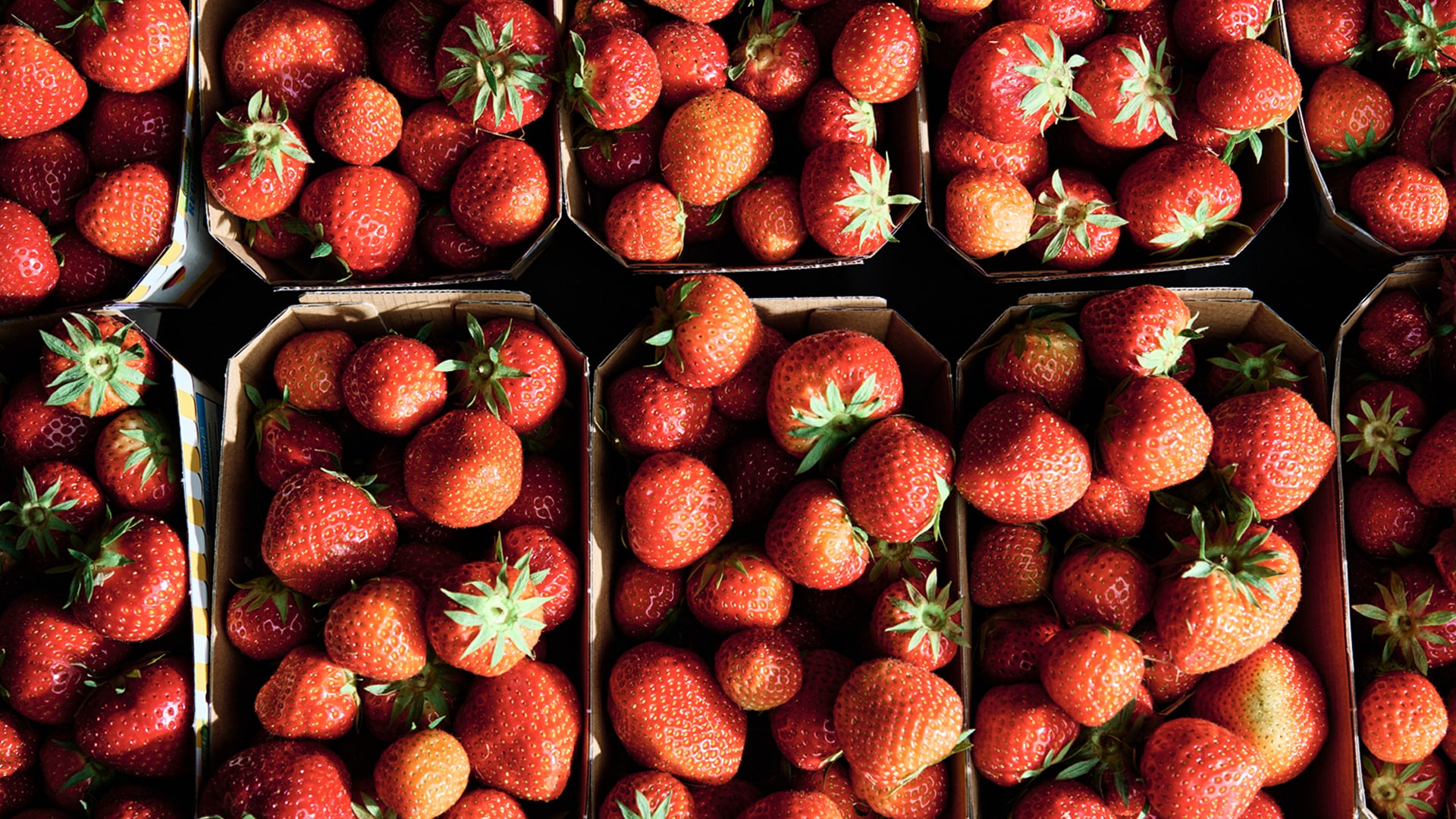 Es sind einige Tomaten an einem Strauch zu erkennen, die in Händen gehalten werden. 