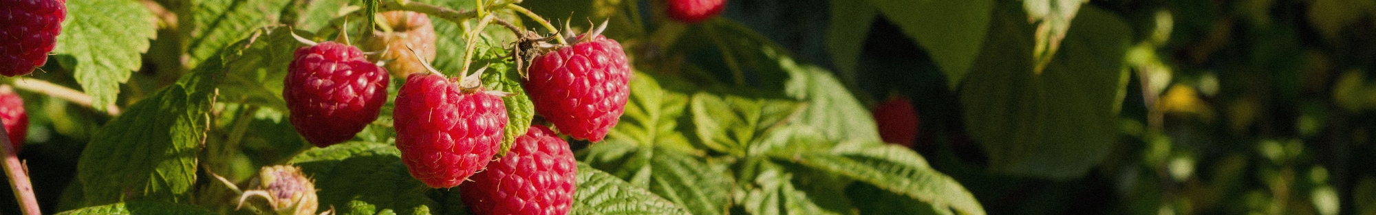 Ein Ausschnitt eines großen Bohnenfeldes