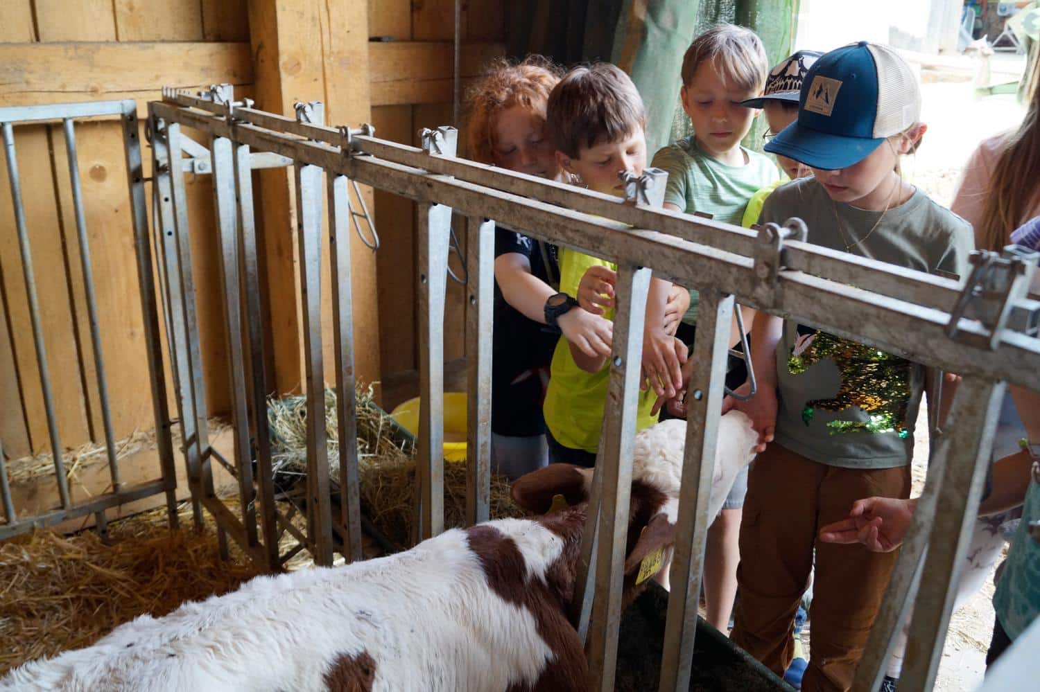 Kinder streicheln eine Kuh im Stall