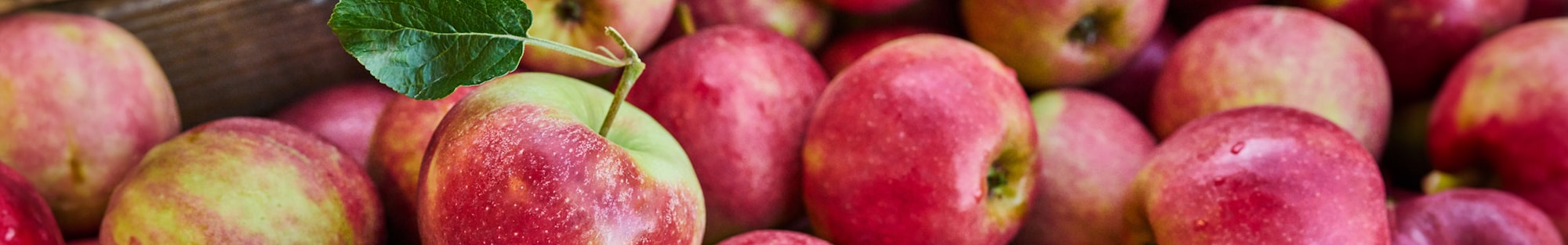 Ein Ausschnitt eines großen Bohnenfeldes