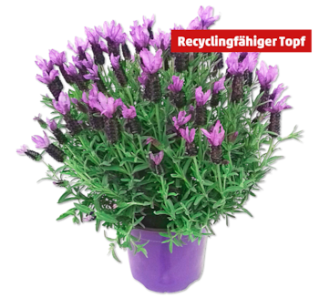 Schopflavendel*