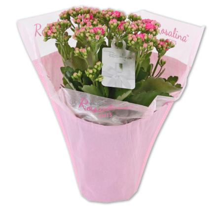 Kalanchoe im LoveWrap*