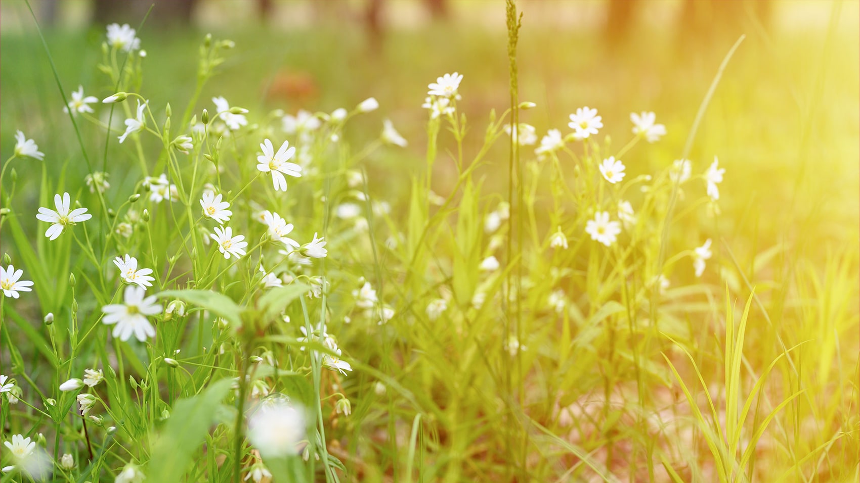 Eine Wiese mit weißen Wildblumen.
