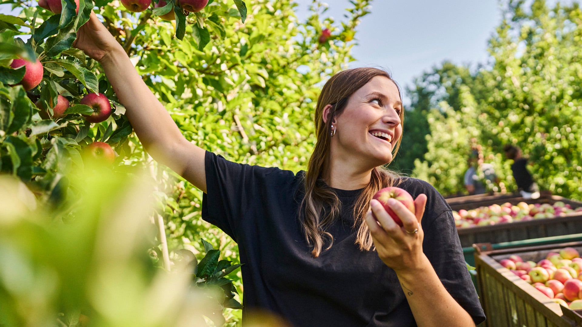 Es sind viele frische Äpfel auf einem Laufband zu sehen. Eine weibliche Hand hält einen der Äpfel in der Hand.