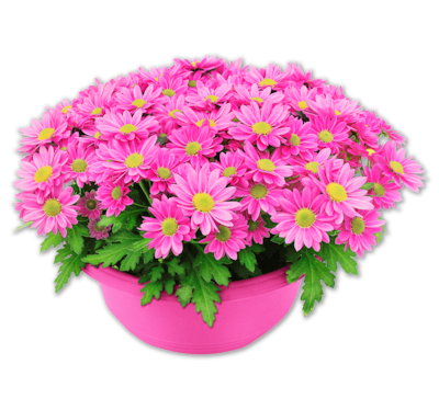 Chrysantheme*