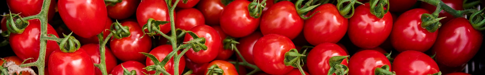 Ein Ausschnitt eines großen Bohnenfeldes