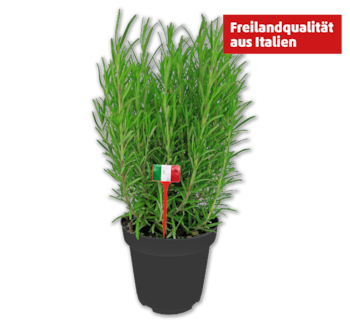 Italienische Kräuter*