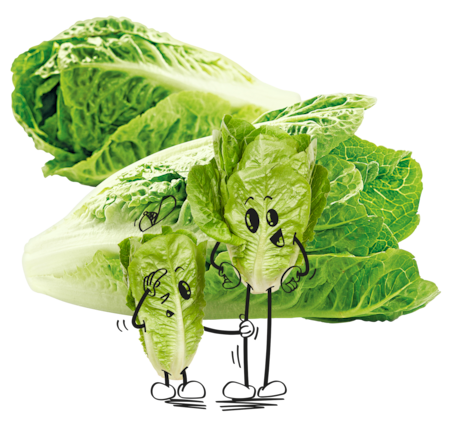 NATURGUT Bio Romana Salatherzen