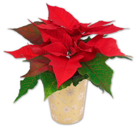 Mini-Weihnachtsstern*