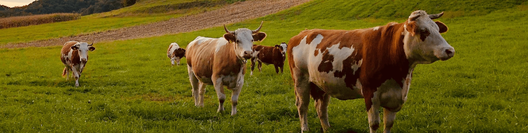 Kühe auf einer grünen Weide