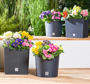 PROSPERPLAST Blumentopf RATO*