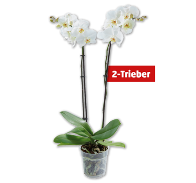 Schmetterlingsorchidee*
