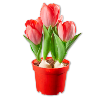 Tulpen*