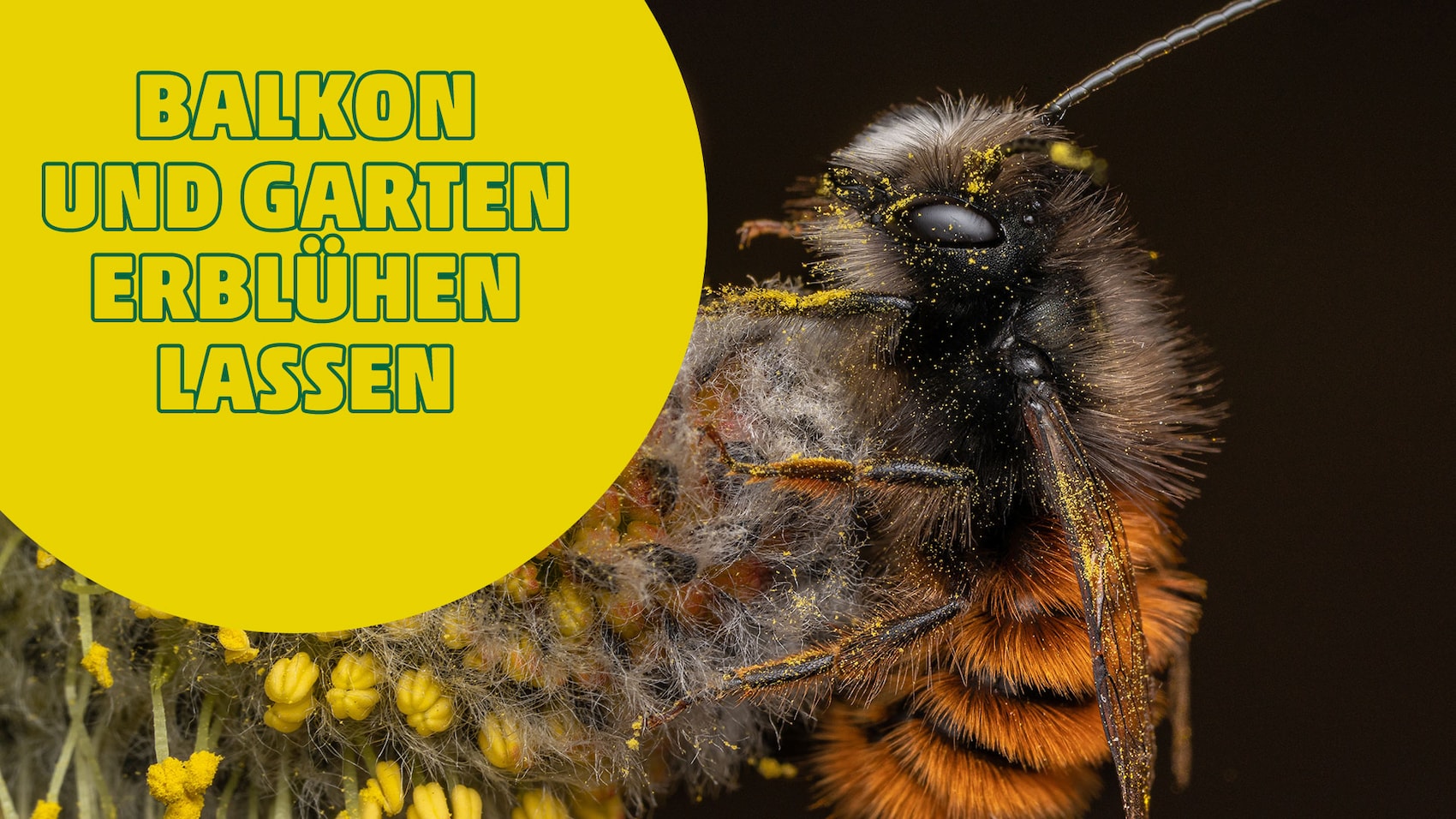 Eine Biene an einer lila Blüte mit gelbem Kreis und Text.