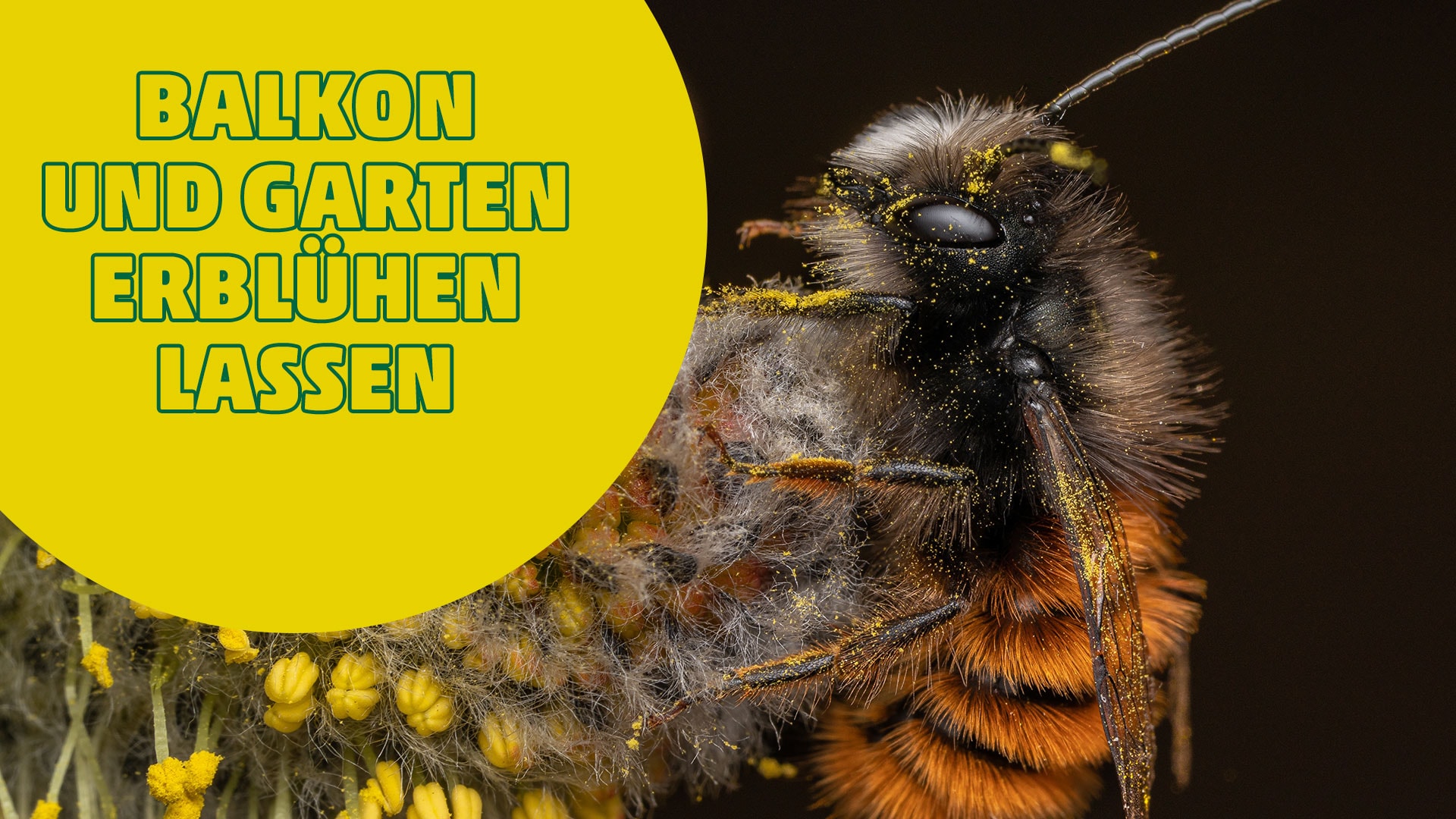 Eine Biene an einer lila Blüte mit gelbem Kreis und Text.