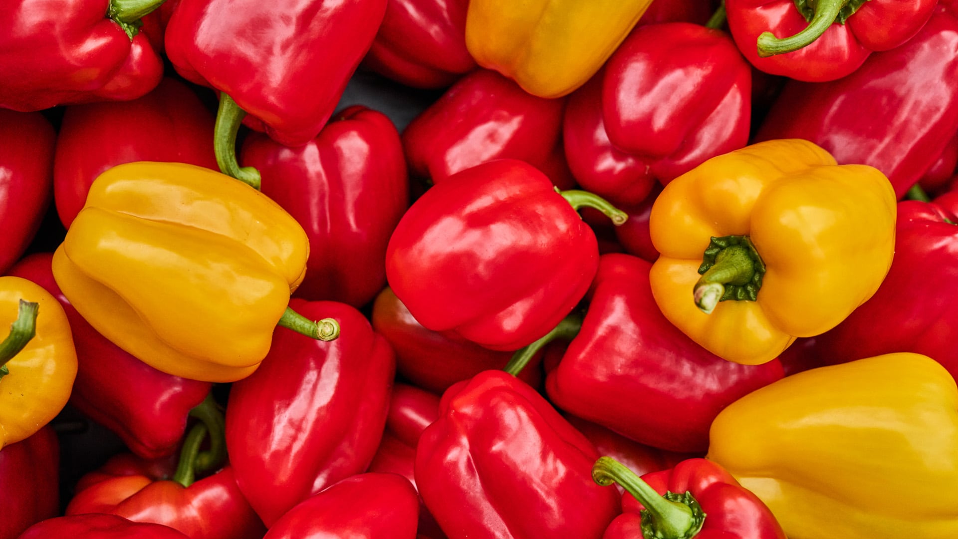 Wolfgang Steiner hält Tomaten in der Hand.