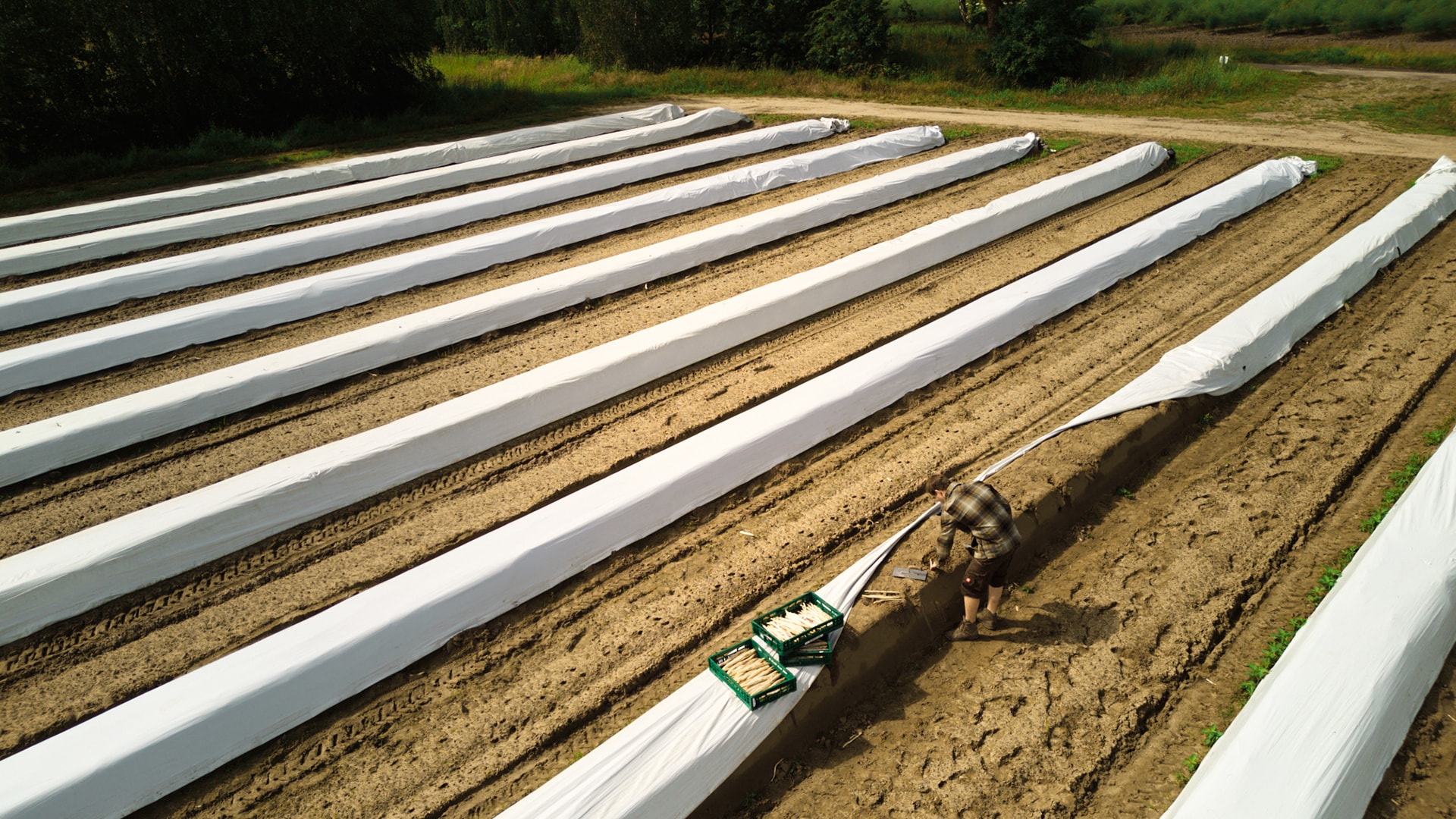 Man sieht Jana Knodt wie sie mit einem Refraktometer den Brixwert ihrer Tomaten misst.
