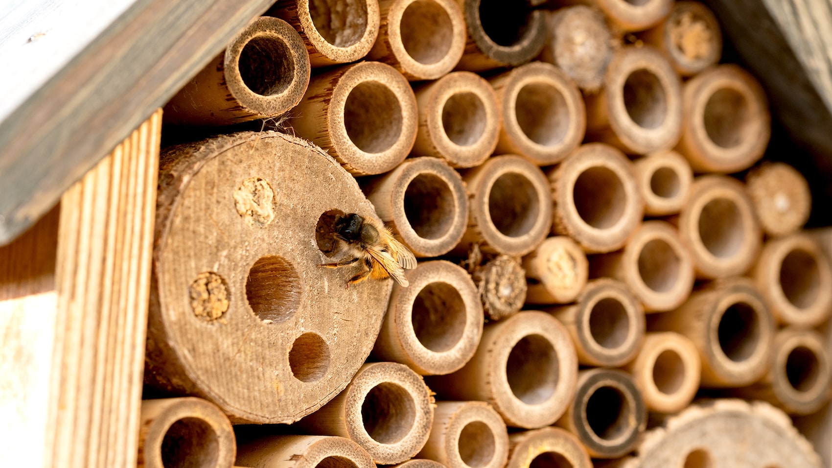 Ein Insektenhotel mit einer Biene.