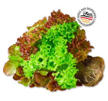 Deutsche bunte Salate mit Wurzel 1.00