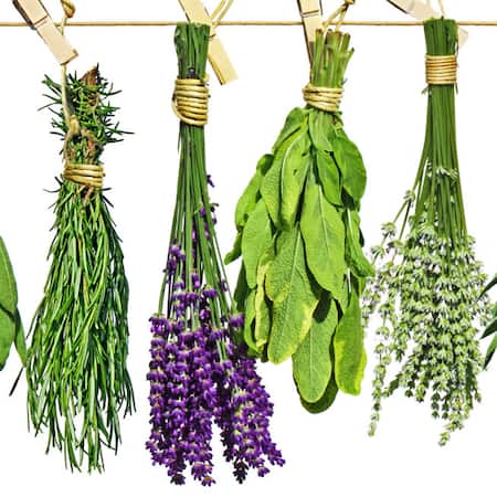 PENNY-Kräuter-ziehen-Teaser-654x654