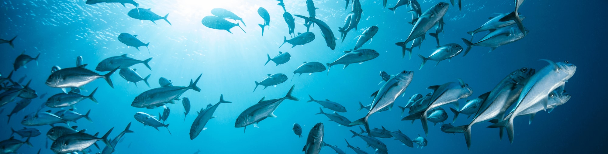 Ein Schwarm Fische im Ozean