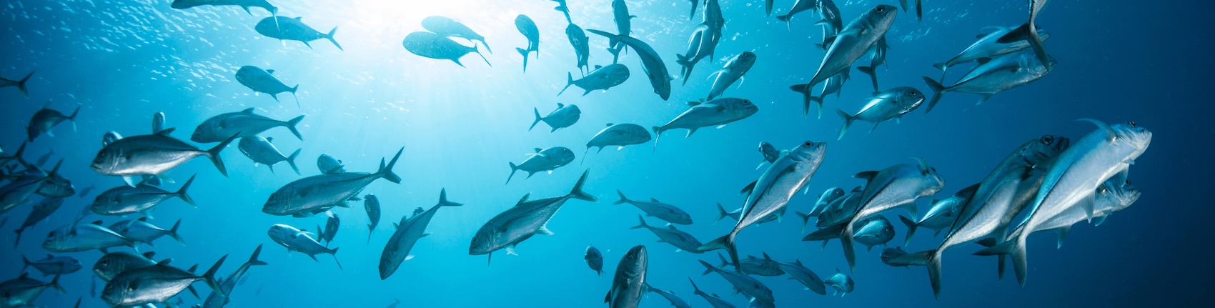 Ein Schwarm Fische im Ozean