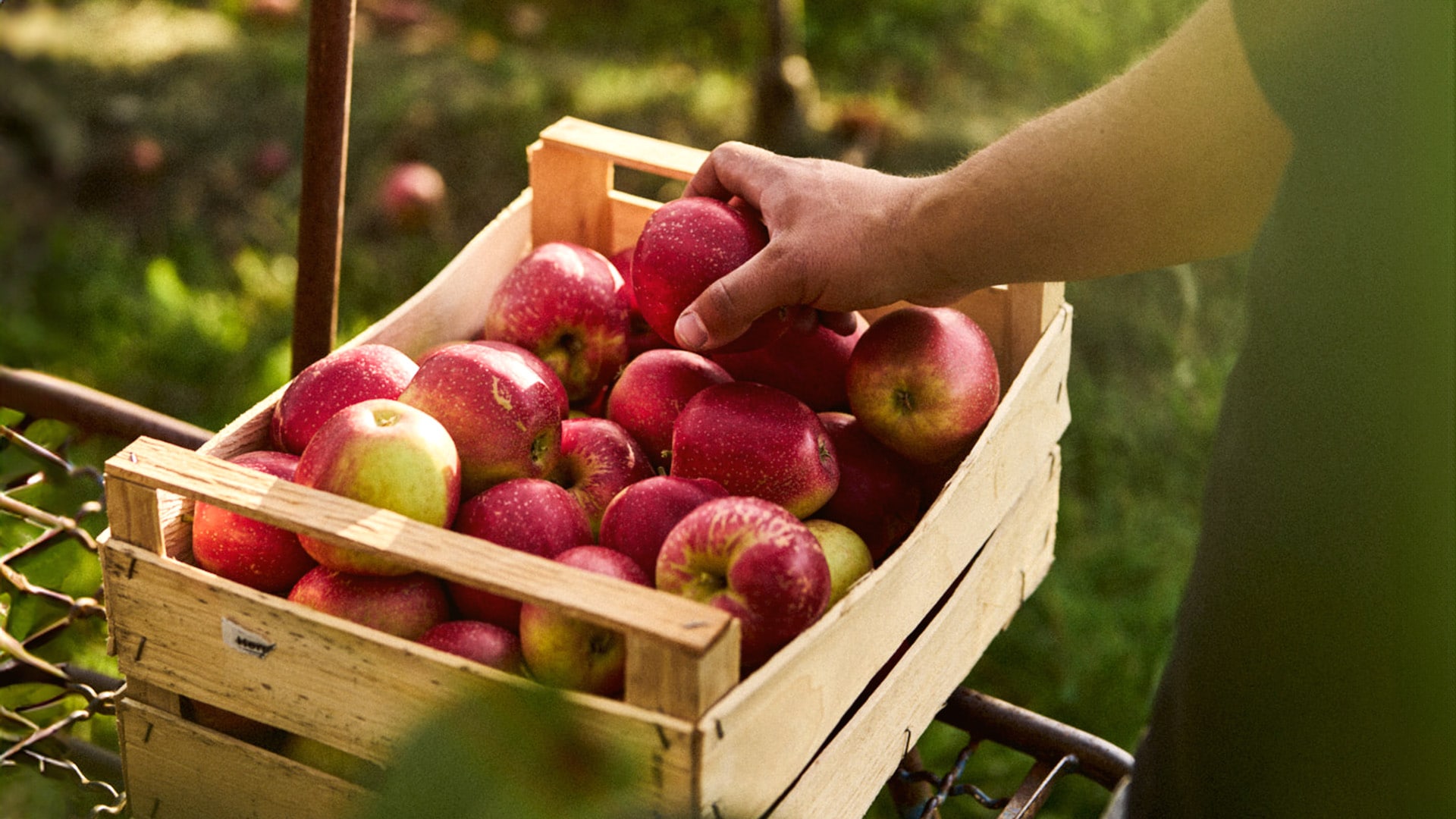 Bernhard und Michael Katzenmaier stehen neben einem Hubwagen, auf dem viele Apfelkisten liegen. Im Hintergrund sehen wir ihren Obsthof.