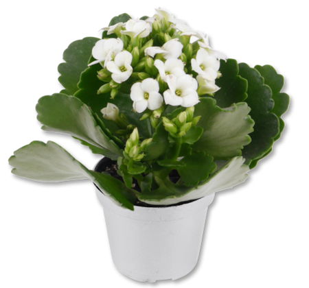 Flammendes Käthchen*