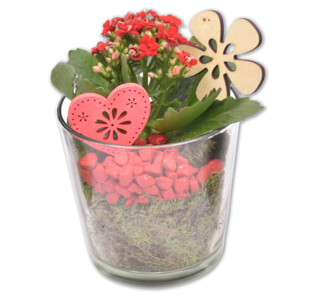 Dekorierte Kalanchoe im Glas*