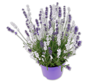Lavendel*