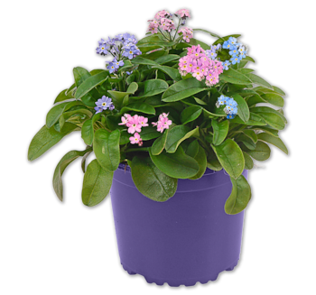 Vergissmeinnicht Trio*