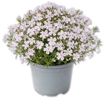 Teppichphlox*