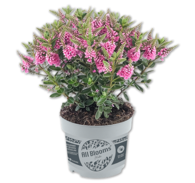 Hebe All Blooms*
