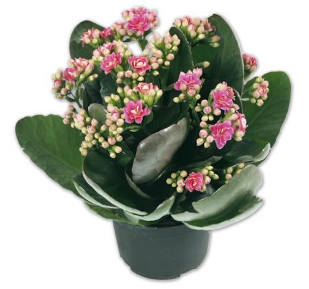 Kalanchoe*  
