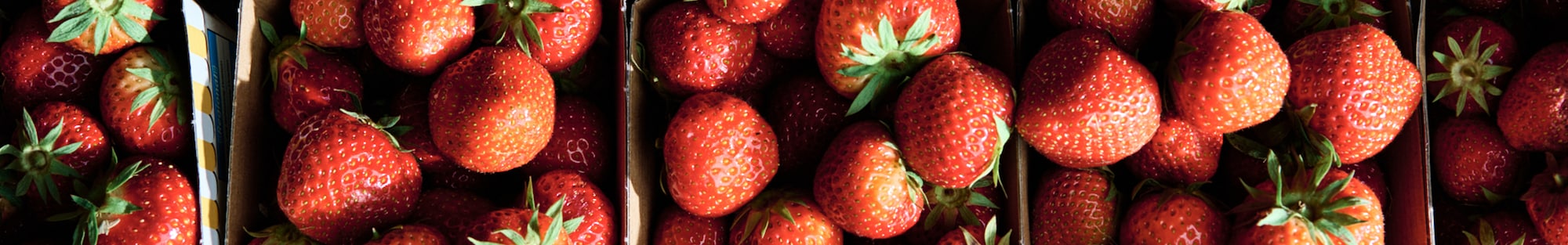 Ein Ausschnitt eines großen Bohnenfeldes