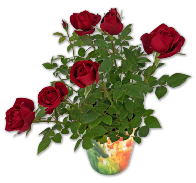 Topfrose*