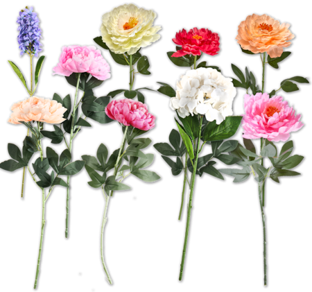 Dekorative Schnittblume*