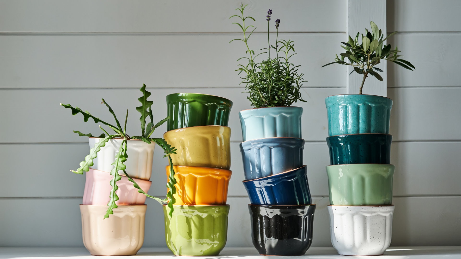 PENNY-Kräuter-Töpfe-1920x1080