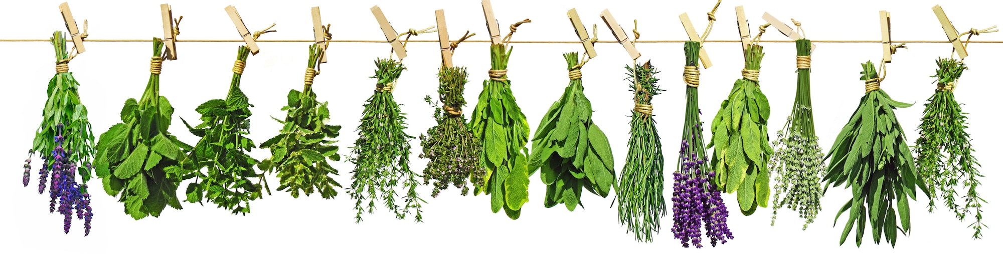 PENNY-Kräuter-ziehen-Header-Desktop-5760x1461