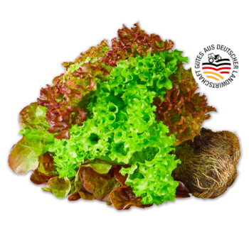 Deutsche bunte Salate mit Wurzel 